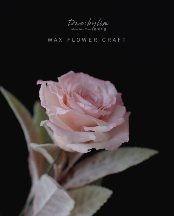 Wax Flower - Master 1 - 이미지 6